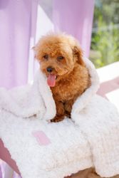 Charlotte Blanket Cream