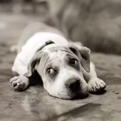 Vykort Sad Dog - I'm Sorry