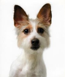Vykort Rocky the Jack Russel