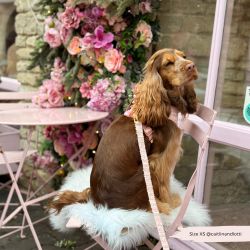 Cocopup London Pink Textured Tweed Hundkoppel