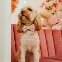 Cocopup London Bow Tie Pink Textured Tweed