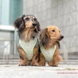 Cocopup London Matcha Textured Tweed Hundsele