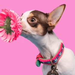 DWAM - Dog with a Mission - MINI DOG MOLLY 15-21 cm