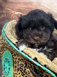 DWAM - Dog with a Mission Hundväska Leopard Lily