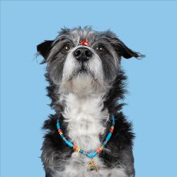 DWAM - Dog with a Mission Rainbow Necklace