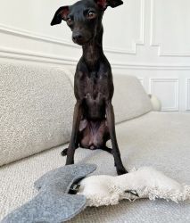 Play Dog Toy, Beige