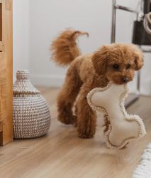 Fleky Dog Toy, White