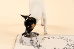 Moomin 80 years Pets Bowl M