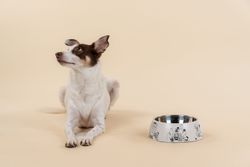 Moomin 80 years Pets Bowl L
