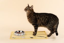 Moomin Pets Food Bowl, White XS