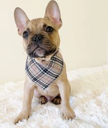 Barkberry Plaid Bandana