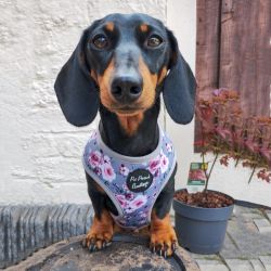 Secret Garden Floral Dog Harness
