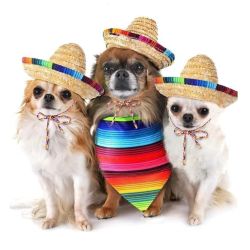 Sombrero Hatt för Hund och Katt