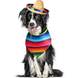 Sombrero Hatt för Hund och Katt