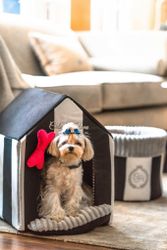 Dog House Monte Carlo Black