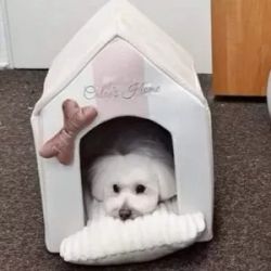 Dog House Monte Carlo Pink