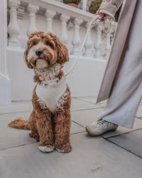 By Teddy Marschmallow Bouclé Hundsele