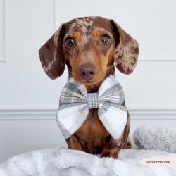 Cocopup London Oxford Plaid Sailor Bow Tie