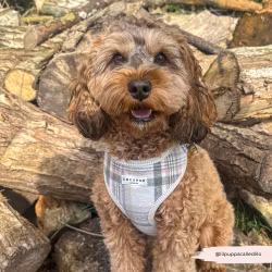 Cocopup London Oxford Plaid Adjustable Neck HARNESS