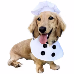 Chef, Maskeraddräkt till Hund