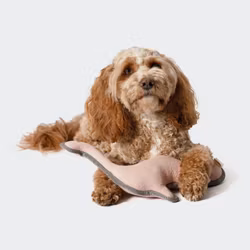 Cloud7 Dog Toy Dinosaur Ole