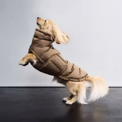 Cloud7 Dachshund Coat Alaska Sandy Brown