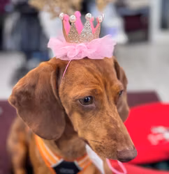 Födelsedagshatt Prinsesskrona Rosa