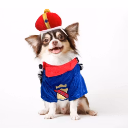 Kungadräkt Hund
