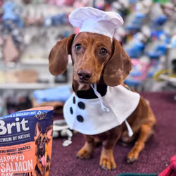 Chef, Maskeraddräkt till Hund