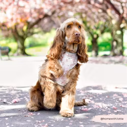 Cocopup London Hundsele, Pearly