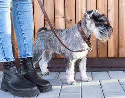 Gustaf & Evita Koppel Skinn Brunt