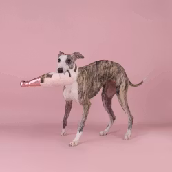Pink Champagne Squeaky Toy