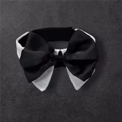 Small Dog Bow Collar Black & White