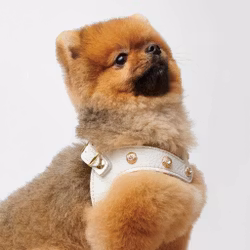 Exclusive Diamond Harness White