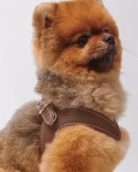 Exclusive Leather Harness Brown