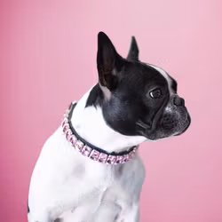 Diana Crystal Dog Collar, Pink