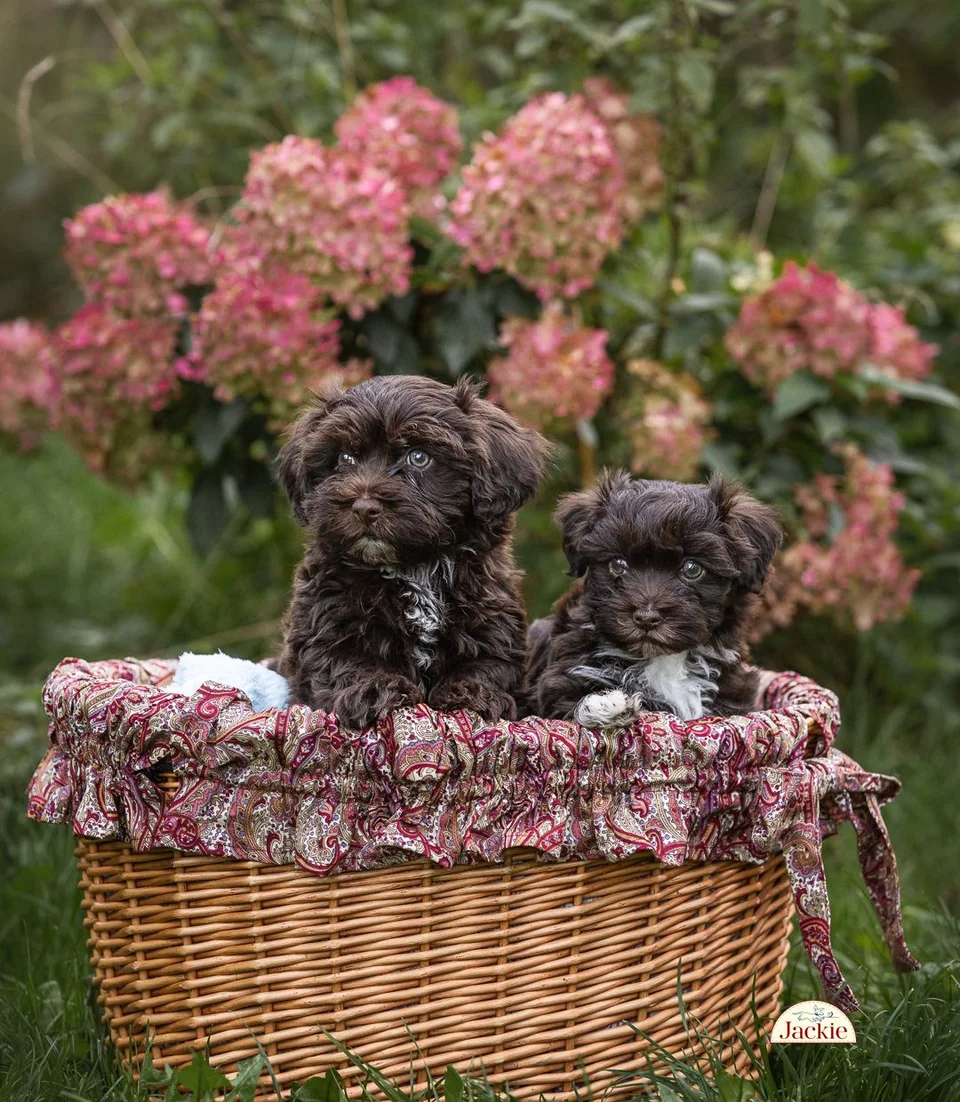 Jackie Överdrag till Cykelkorg, Paisley Burgundy
