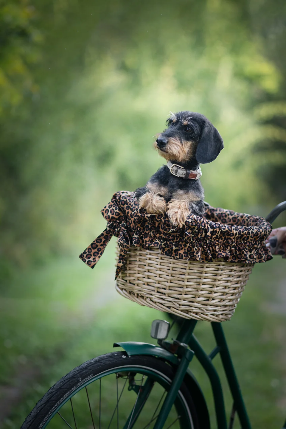 Jackie Överdrag till Cykelkorg, Leo