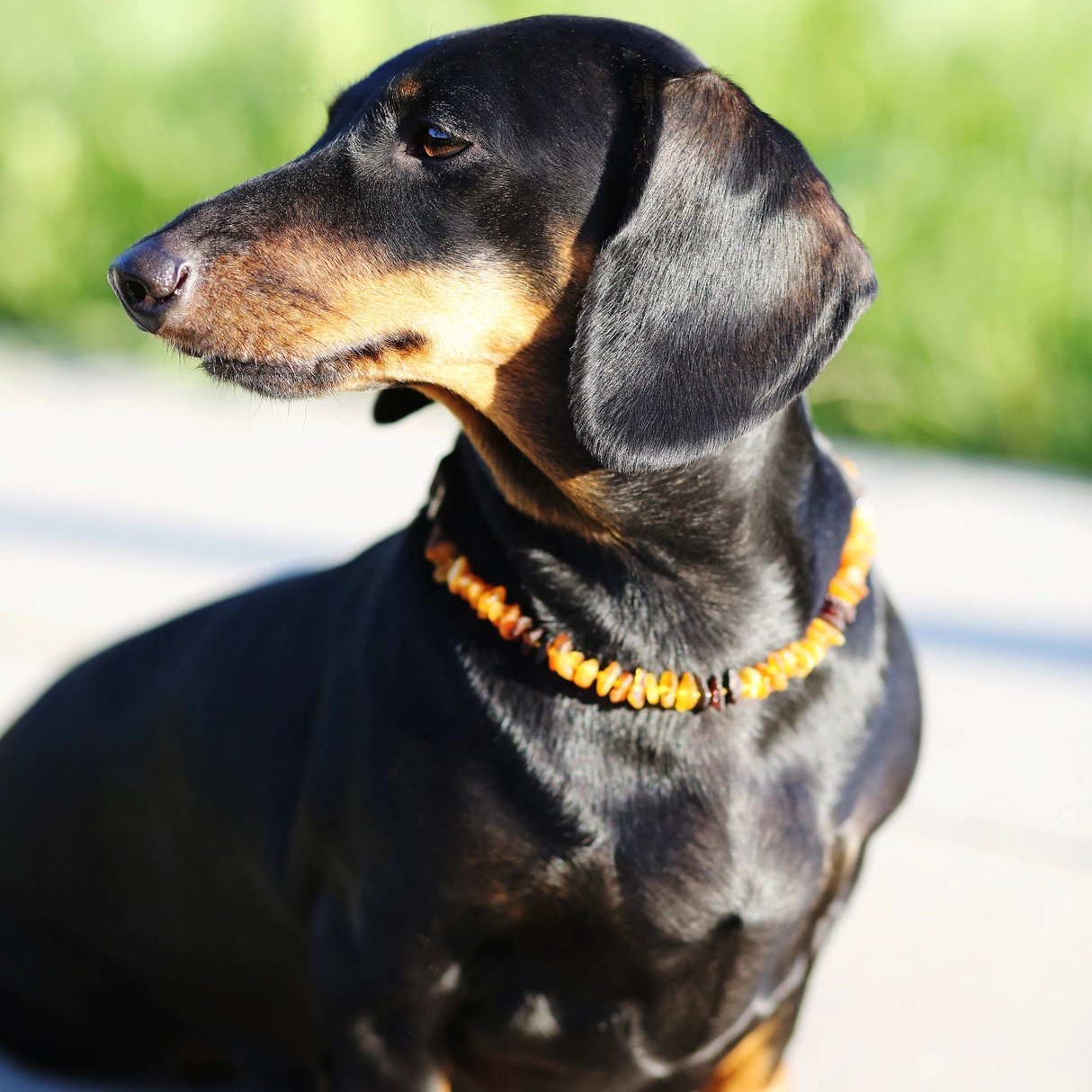 Amber Dog Collar