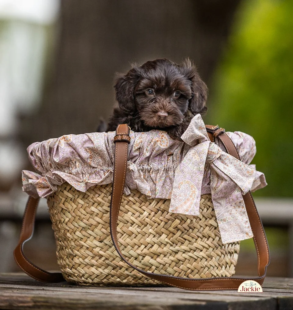 Jackie Hundväska/Picknickkorg