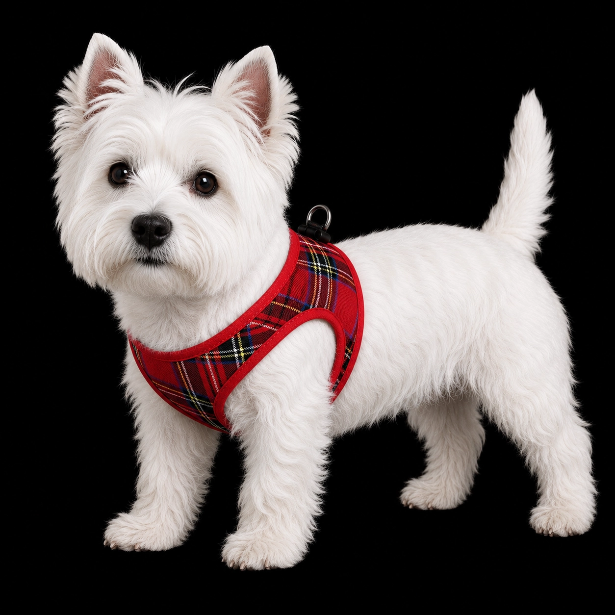 Step-in-sele Scottish Red