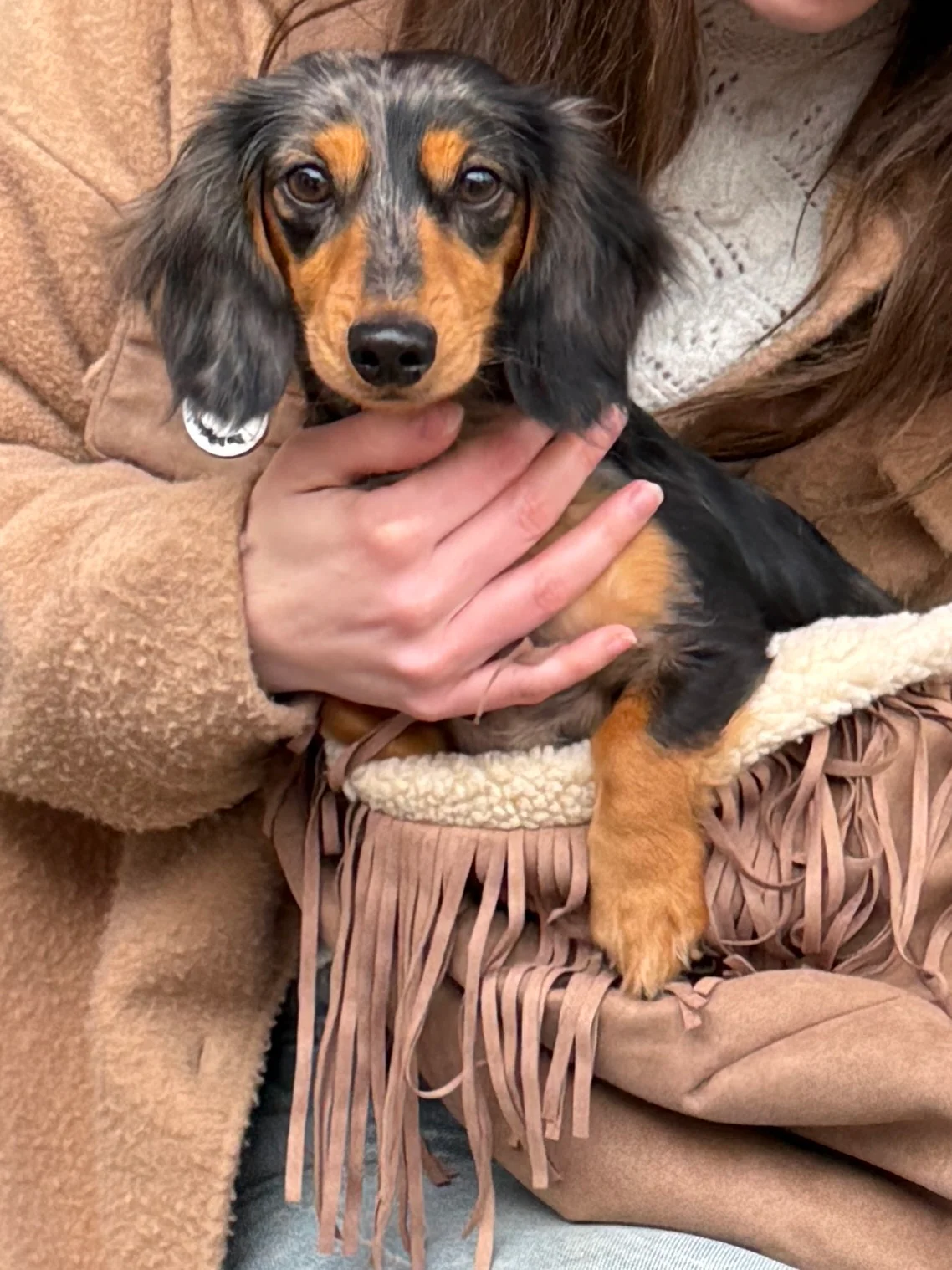 Dakota Dog Carrier