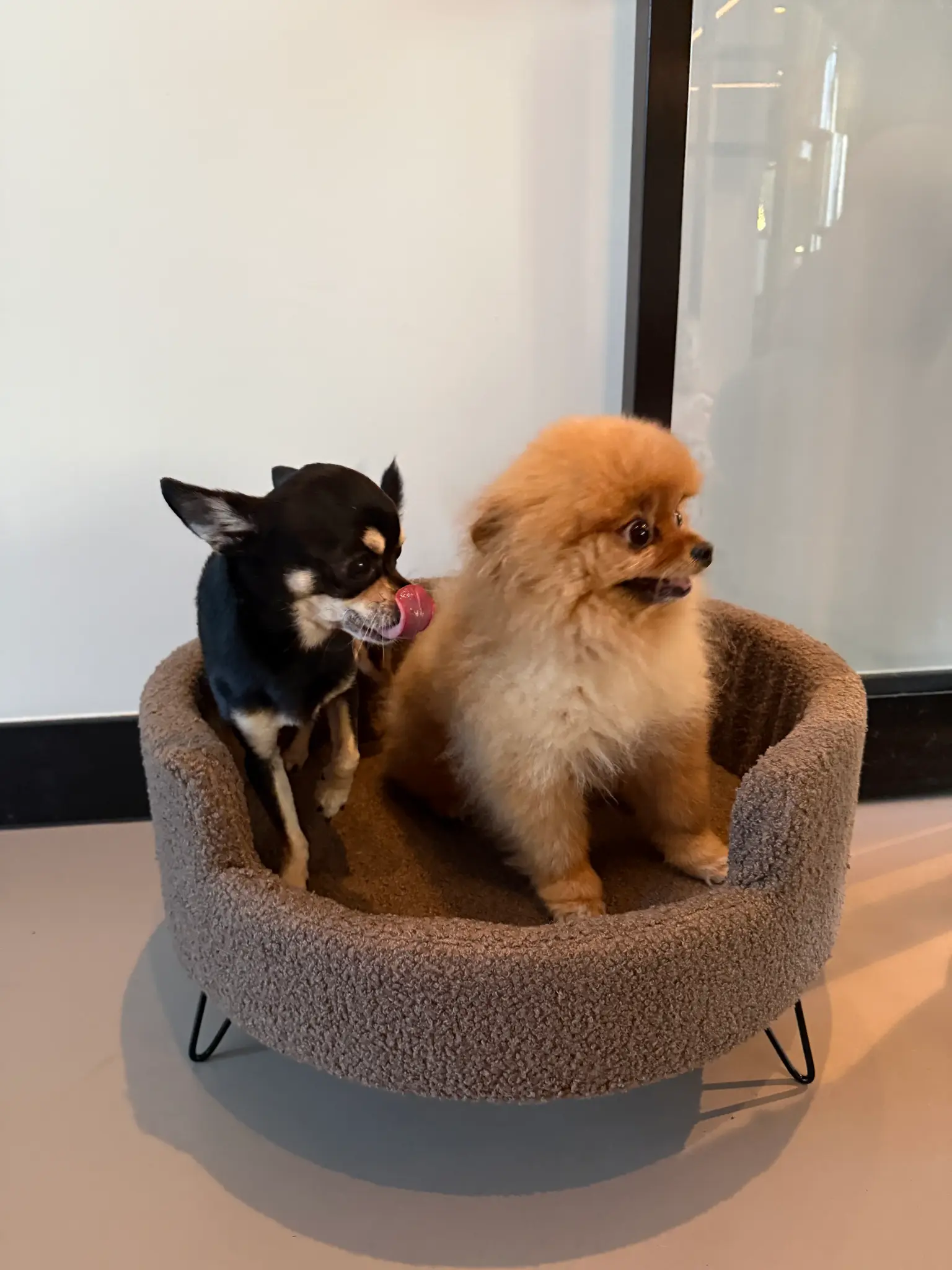 Luna Teddy Hundsoffa Brun