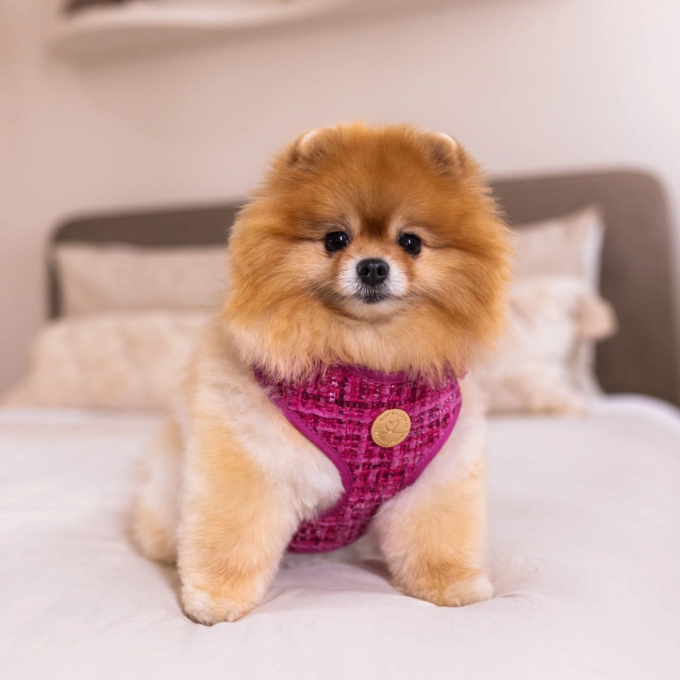 Floofs and Cookies, Chloe Hundsele