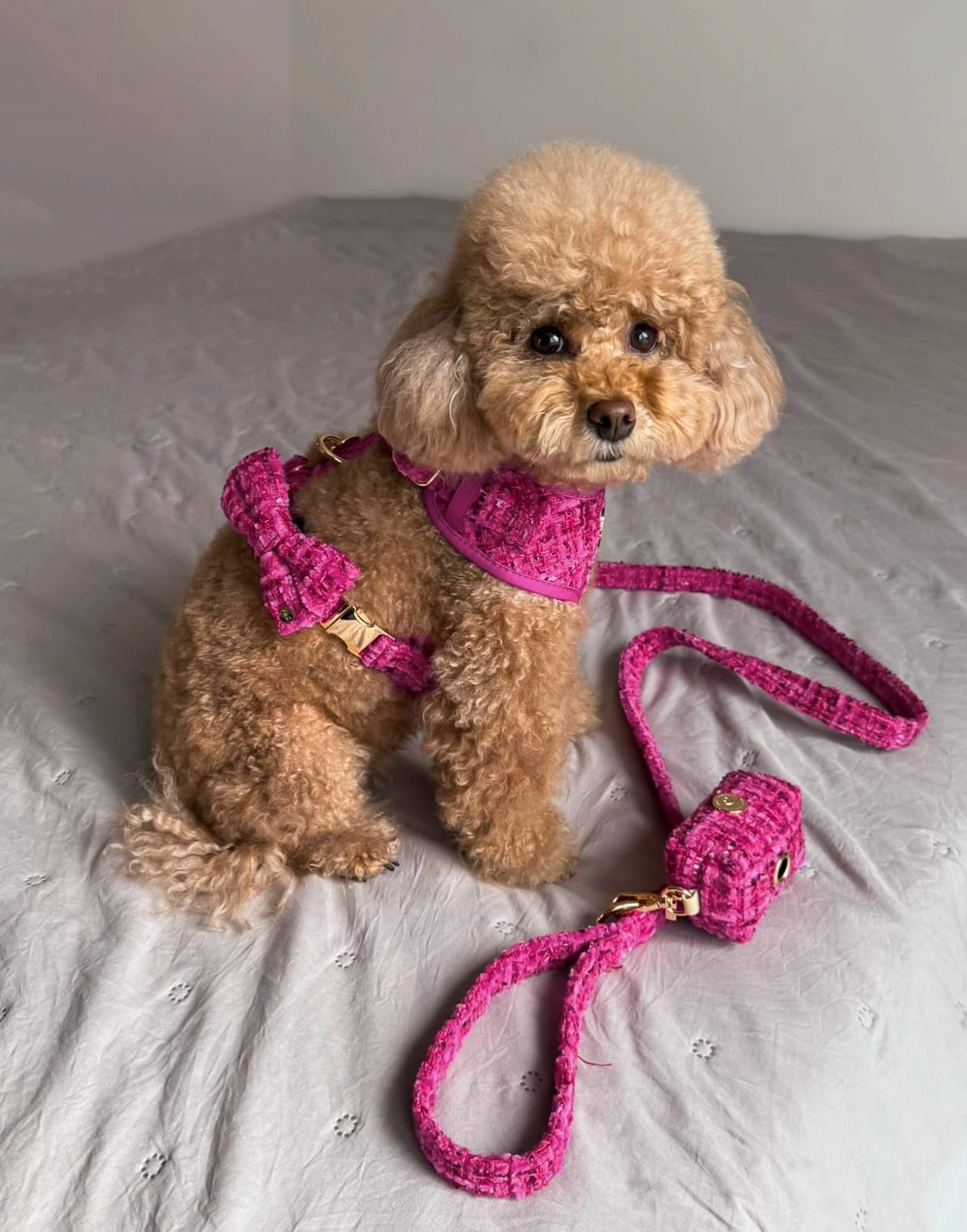 Floofs and Cookies, Chloe Hundsele