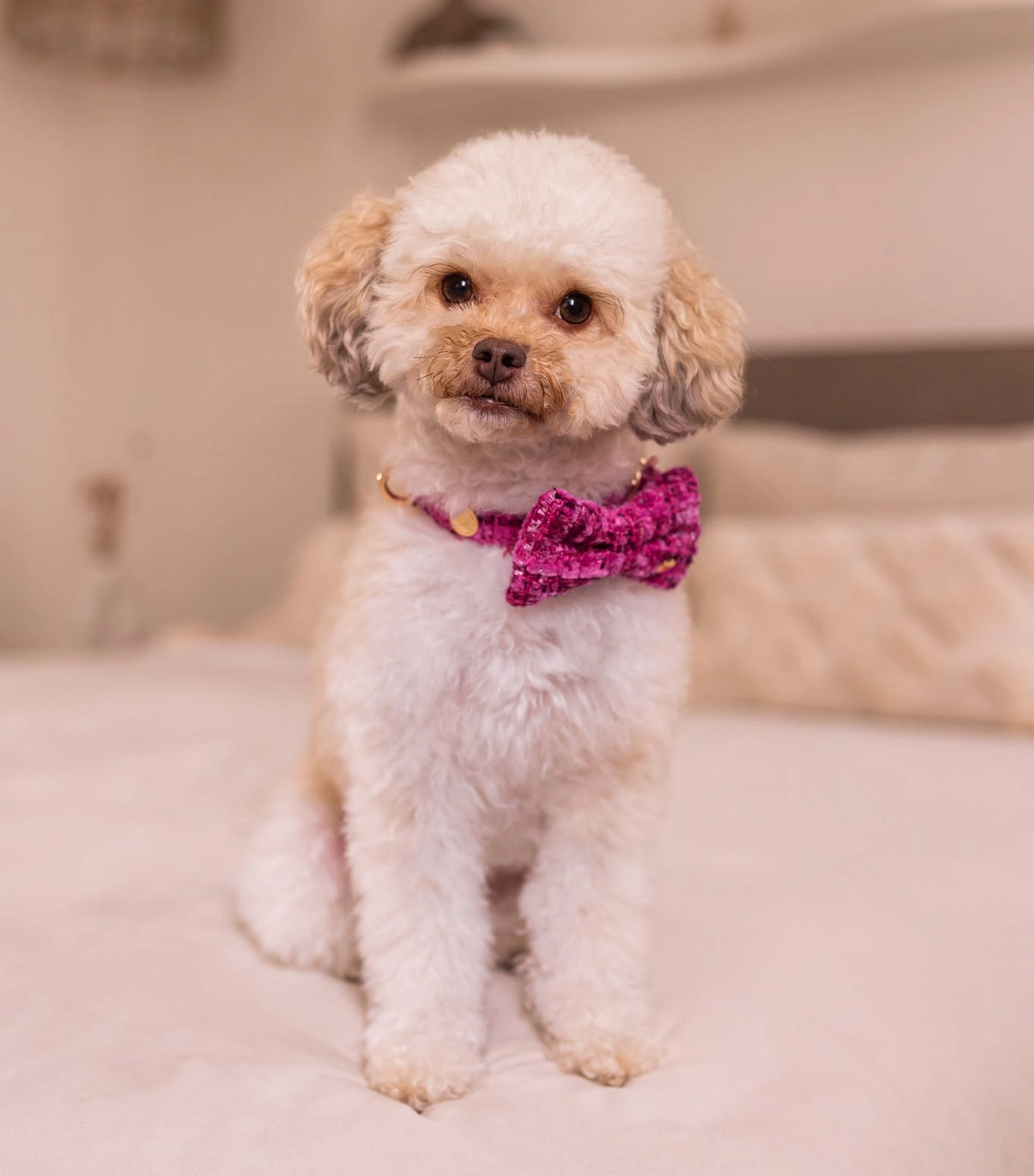 Floofs and Cookies Chloe Bow-Tie