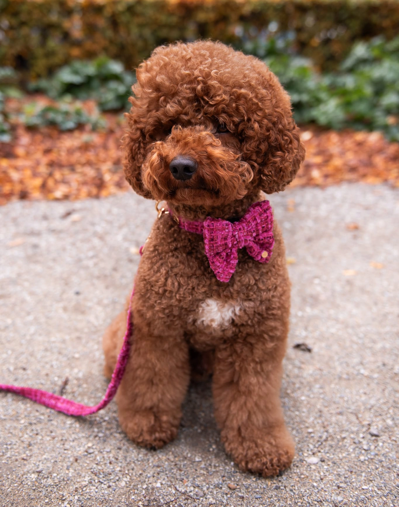 Floofs and Cookies Chloe Sailor Bow-Tie