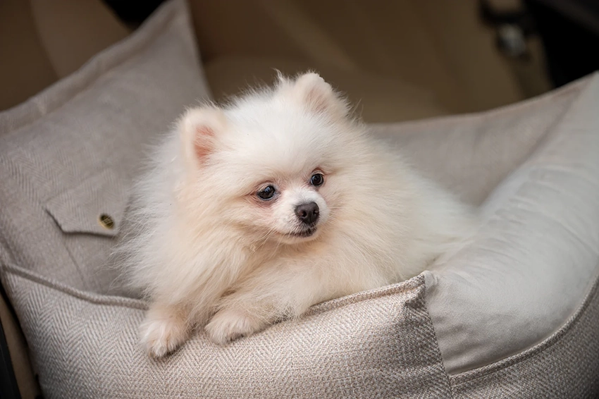 Winston Bilstol för hund, Light Beige