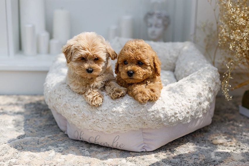 Luxury Bed Charlotte