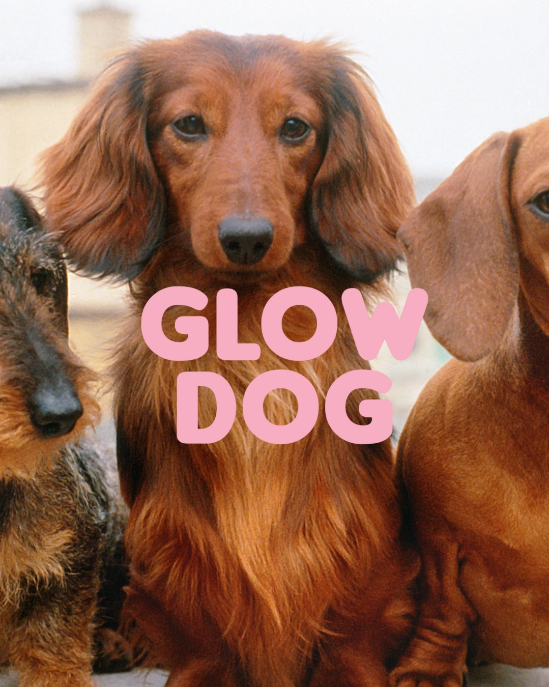Glow Dog 2-i-1 Schampo & Balsam för hund – Vitaminberikat
